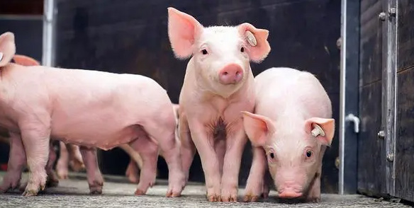 養(yǎng)殖中豬飼料的重要性